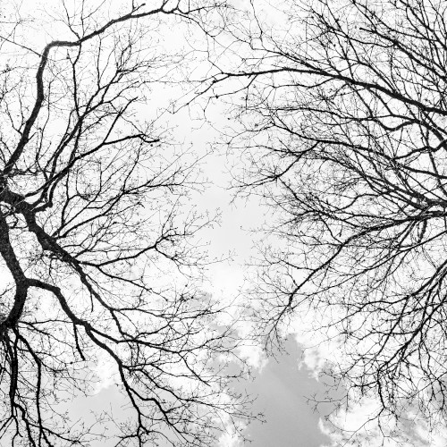 Crown Shyness Part 1