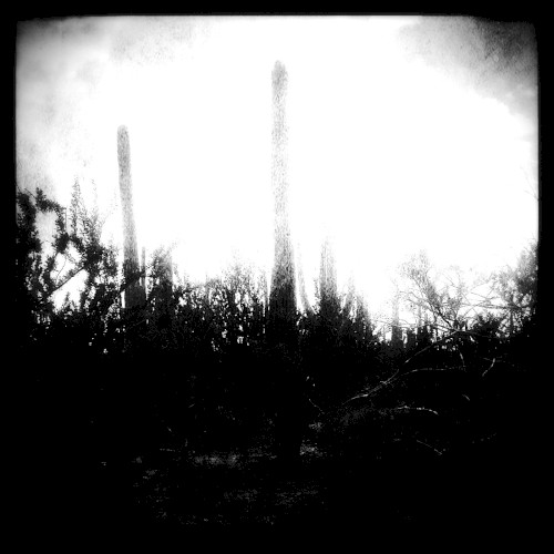 Black Swamp
