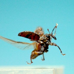Bugs Fly