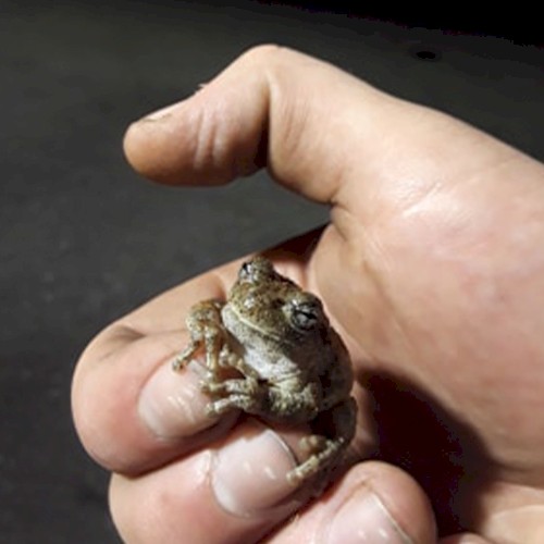 Hyla Throning the Synapsid