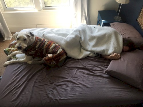 Wooden Wand Steals the Covers, Volume 1