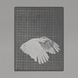 Cockatoo Flying