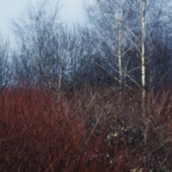 Kehr