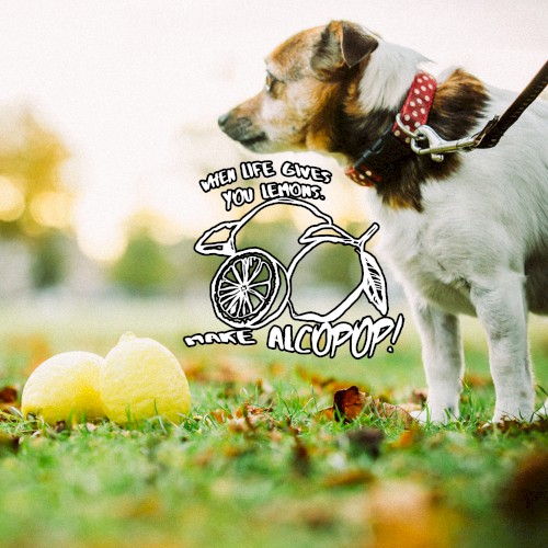 When Life Gives You Lemons… The Alcopop! Records Class of 2017/18
