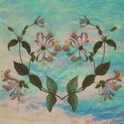 Honeysuckle