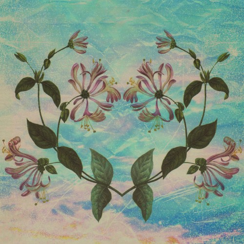 Honeysuckle