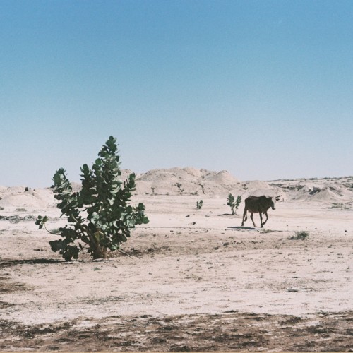 Alkhar Dessouf (Zeid Hamdan remix)