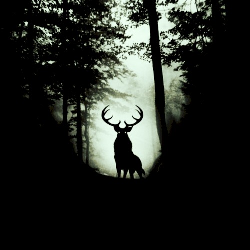 The Forest
