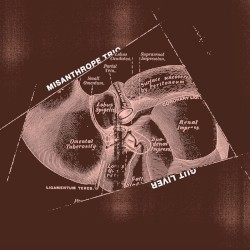 Gut Liver