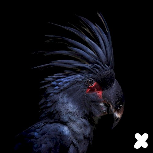 Dragonfly (Original Mix)