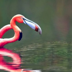 Flamingo Sketches