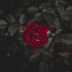 Faded Are the Roses