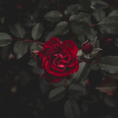 Faded Are the Roses