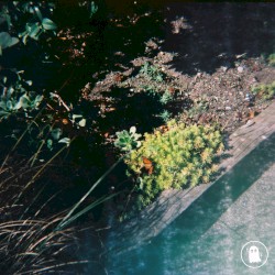 Walk in the Park