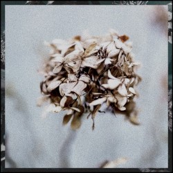 Euphoria of Wilted Flowers