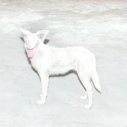 Malandra