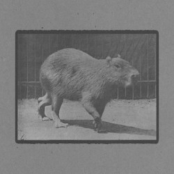 Capybara Walking