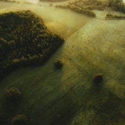 in an open field