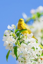 Tender Vulnerability