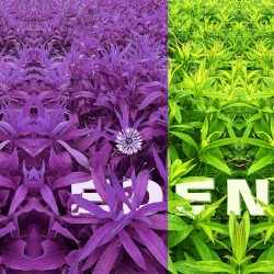 eden