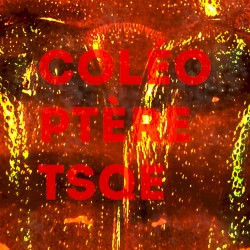 Coléoptère