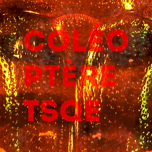 Coléoptère
