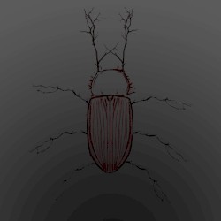 Lucanus Cervus