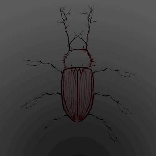 Lucanus Cervus
