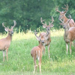 #DEERSQUAD