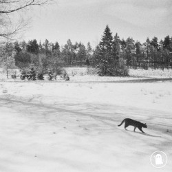 Snow Cat