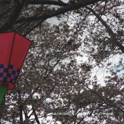mainichi
