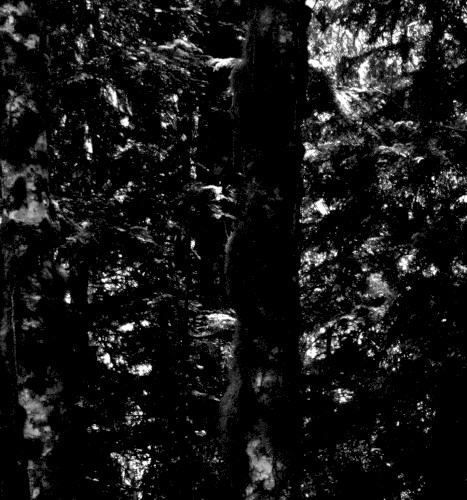 Horrible Noises From The Darkest Reaches Of Mirkwood