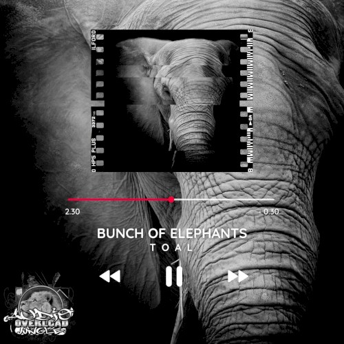 Bunch Of Elephants