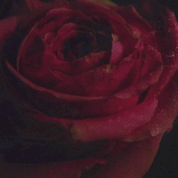 Alleviate (acoustic)