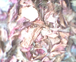 [untitled]