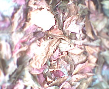 [untitled]