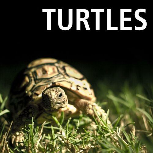 Song About Turtles