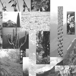 Rhizome Riverbed