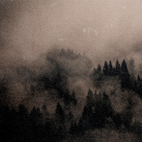 That Comes From the Tree and the Mist