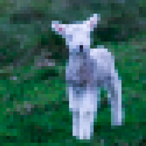 lamb