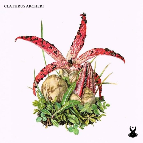 Clathrus archeri
