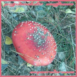 Supershroom