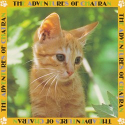 子猫物語