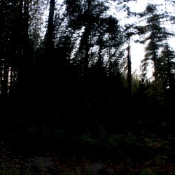 Songs For The Trees