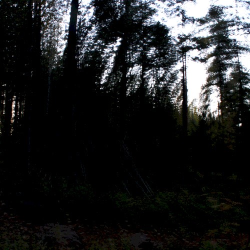 Songs For The Trees