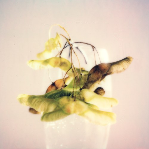 Lemon Tranquil