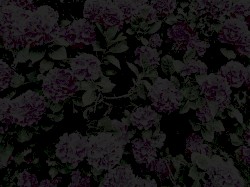 Petals of Torn Flesh