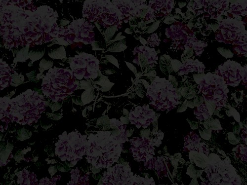 Petals of Torn Flesh