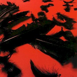 Black Feather Wings