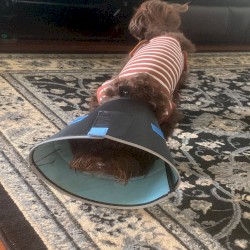 conehead